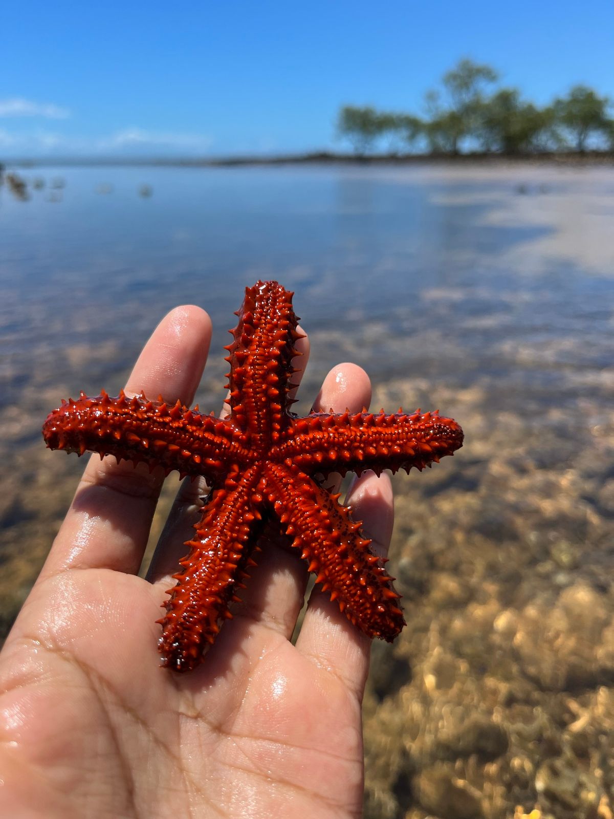 Estrela-do-mar na mão sobre a água rasa e cristalina